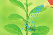 �t�̃A���̑��R�����F�A���ɌQ����A���ɒ��ڂ�����