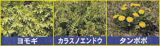 ����X�X�L���͂炷���󏜑��܁E�l�R�\�M�g�b�v���܁F�����M�A�J���X�m�G���h�E�A�^���|�|