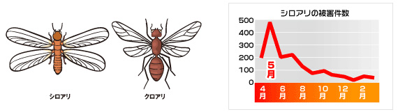 シロアリハンター 商品画像 [シロアリ（白アリ・白蟻）、害虫駆除、退治、対策、簡単、予防、忌避]