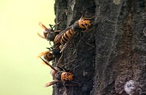 スーパースズメバチジェット　使用方法１　［害虫駆除、退治、対策、方法、蜂（ハチ）、スズメバチ、種類、巣、スプレー（エアゾール）］